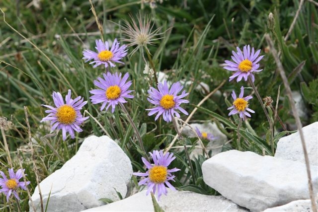 sul Gran Sasso -  Aster alpinus